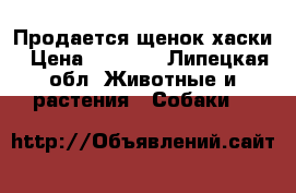 Продается щенок хаски › Цена ­ 6 000 - Липецкая обл. Животные и растения » Собаки   